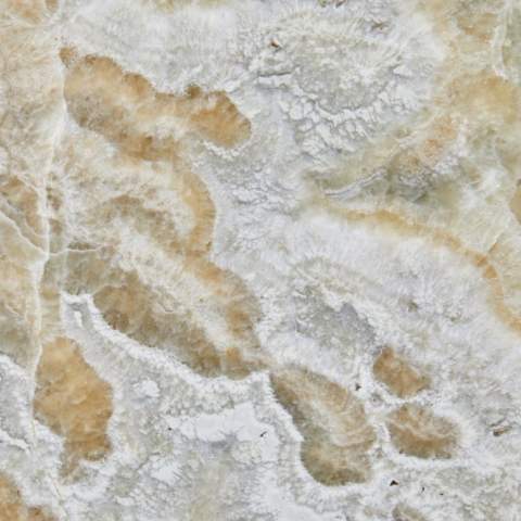 Lifora